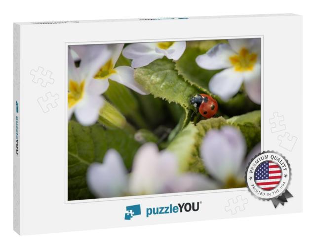 Red Ladybug Among Flowers in Spring... Jigsaw Puzzle