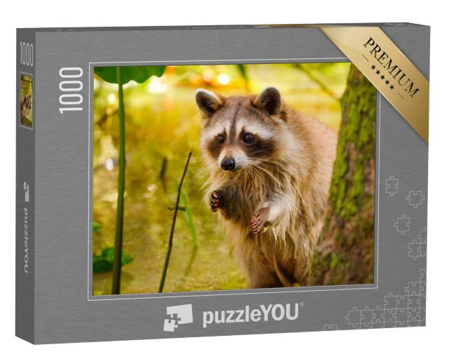 Puzzel 1000 stukjes „Zeldzame blonde wasbeer in een moeras in Louisiana“