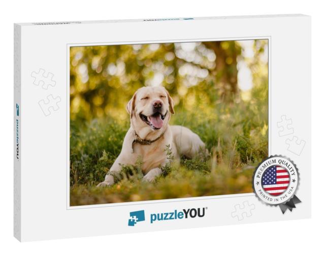 Active, Smile & Happy Purebred Labrador Retriever Dog Out... Jigsaw Puzzle