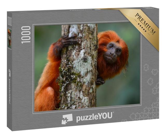 Puzzle 1000 Teile „Goldener Löwentamarin, Bundesstaat Rio de Janeiro, Brasilien“