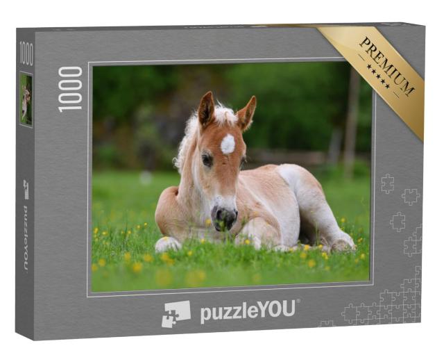 Puzzel 1000 stukjes „Mooi veulen in het gras“