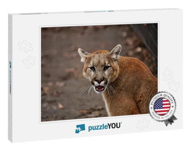 The Cougar Puma Concolor, Also Commonly Known By... Jigsaw Puzzle