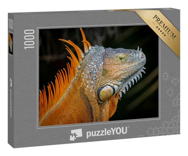Puzzle 1000 Teile „Orangefarbene Morphe eines ausgewachsenen Grünen Leguans“