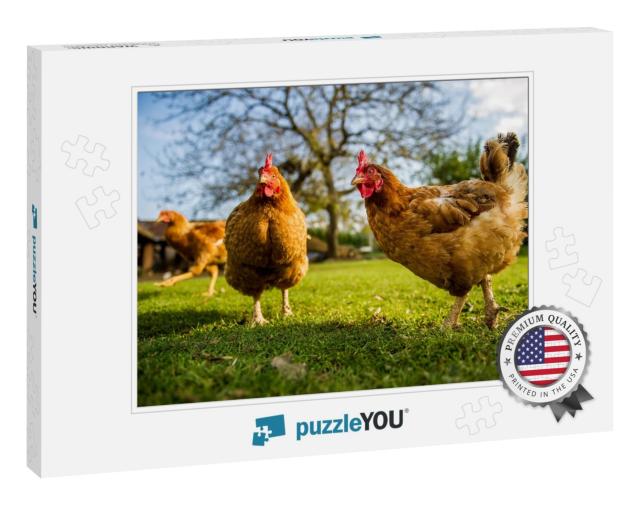 Free Range Chicken on a Traditional Poultry Farm... Jigsaw Puzzle