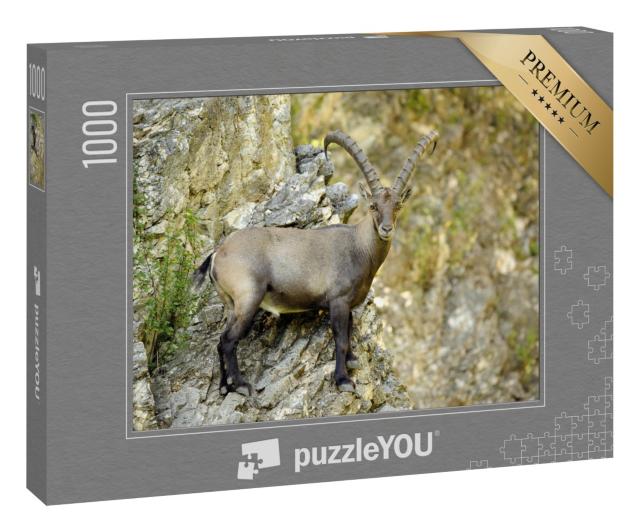 Puzzle 1000 Teile „Steinbock an einer Felswand stehend, Capra ibex“