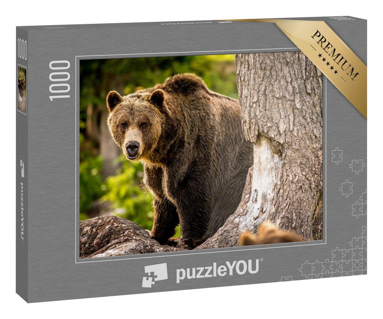Puzzle 1000 Teile „Erwachsener Grizzlybär läuft durch den Wald“