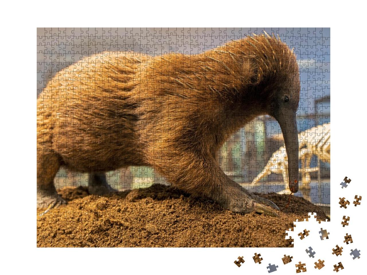 Puzzle 1000 Teile „Australischer Langschnabeligel, Stachelameisenbär“
