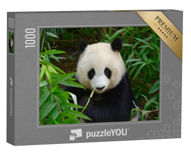 Puzzel 1000 stukjes „Reuzenpanda in bamboe, Chengdu, China“