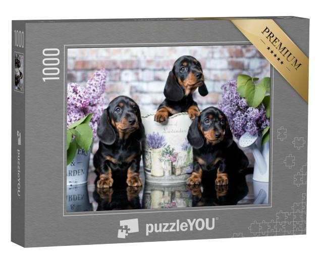 Puzzel 1000 stukjes „Portret van een teckel puppy“