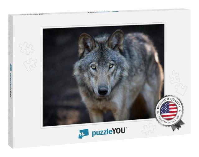 Close Up Portrait of a Grey Wolf Canis Lupus Also Known a... Jigsaw Puzzle