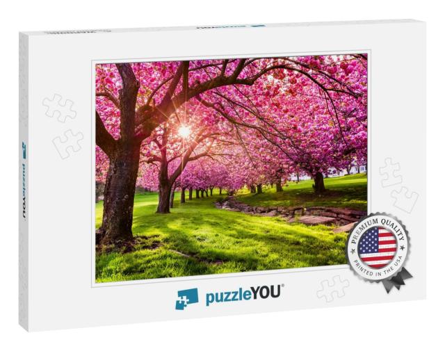 Cherry Tree Blossom Explosion in Hurd Park, Dover, New Je... Jigsaw Puzzle