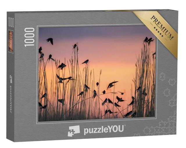 Puzzel 1000 stukjes „Boerenzwaluwen verzamelen zich in het rietveld“