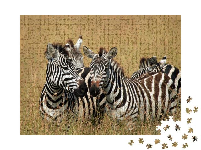 Puzzle 1000 Teile „Steppenzebras im hohen Gras der Savanne, Maasai Mara, Kenia“