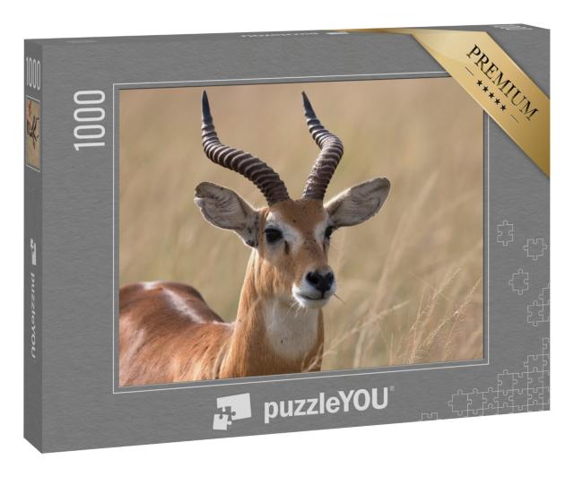 Puzzle „Uganda-Kob-Antilope, Afrika“