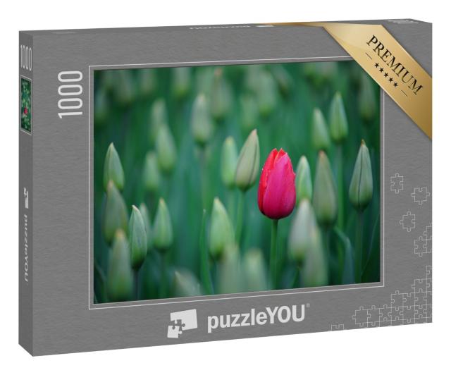 Puzzle 1000 Teile „Erste Tulpen zeigen ihre Blüten“