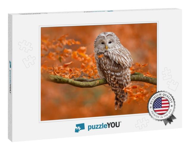 Autumn in Nature with Owl. Ural Owl, Strix Uralensis, Sit... Jigsaw Puzzle