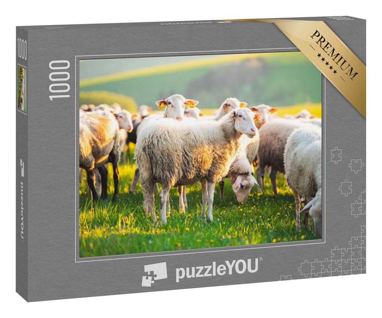 Puzzle 1000 Teile „Schafe auf einer Wiese, auf grünem Gras bei Sonnenuntergang“