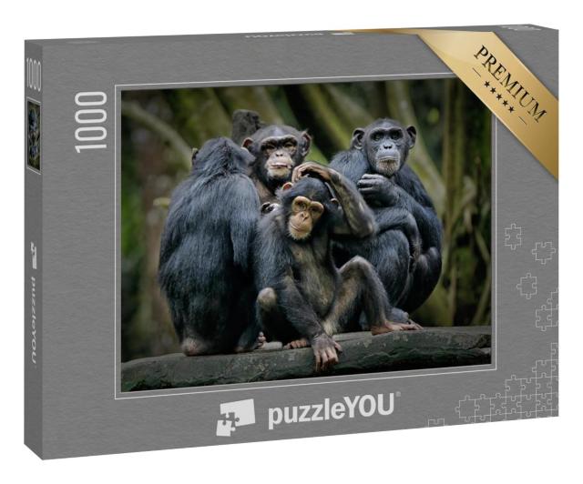 Puzzle 100 Teile „Schimpansen“