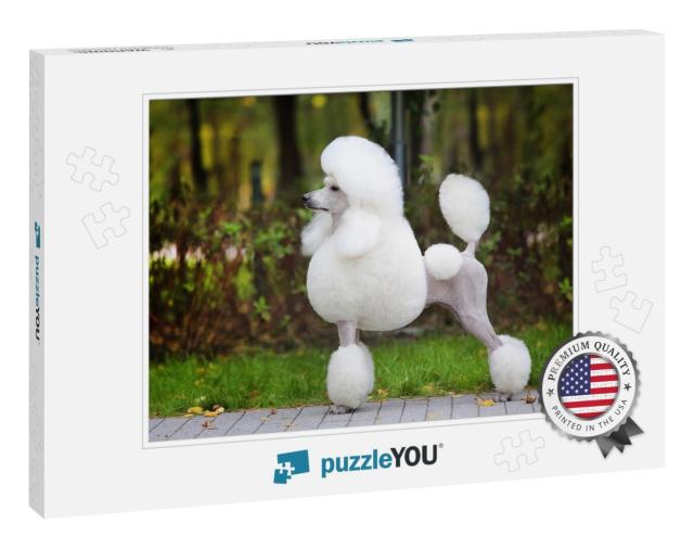 Big White Poodle Stands on the Path in the Park. Exterior... Jigsaw Puzzle