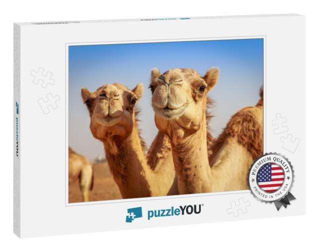 Camels in Arabia, Wildlife... Jigsaw Puzzle