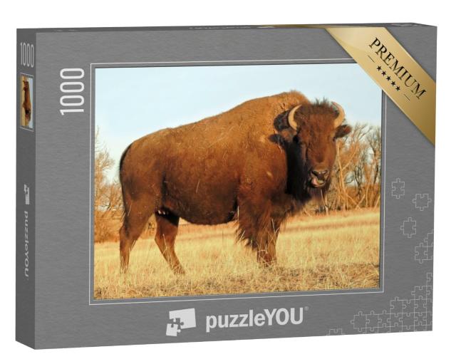 Puzzel 1000 stukjes „Amerikaanse bizon, Rocky Mountain, Colorado“