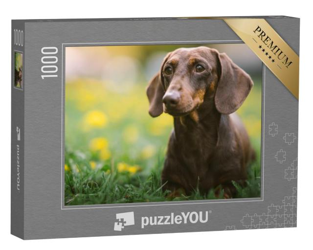 Puzzel 1000 stukjes „Lenteportret van een bruine teckel“