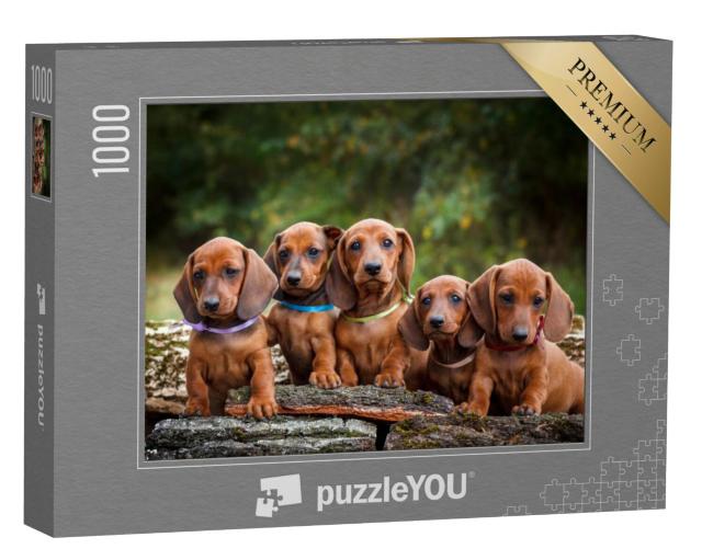 Puzzel 1000 stukjes „Teckelpuppy's zijn schattige dieren“