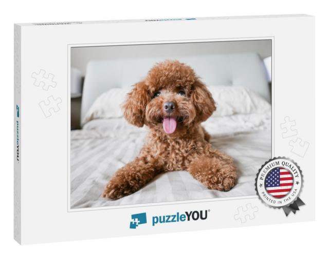 Cute Toy Poodle Resting on Bed... Jigsaw Puzzle