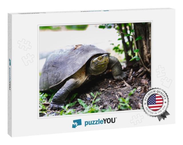 Brown Turtle Walking on Grass. Turtle Shell Injure... Jigsaw Puzzle