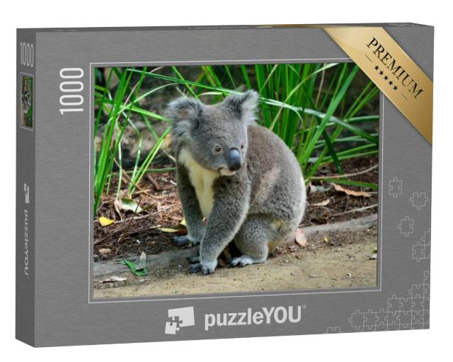 Puzzel 1000 stukjes „Nieuwsgierige koala, zittend op de grond“