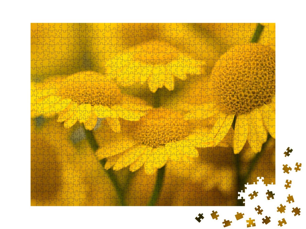 Puzzle 1000 Teile „Gelbe Blüten der Färberkamille, Anthemis tinctoria“