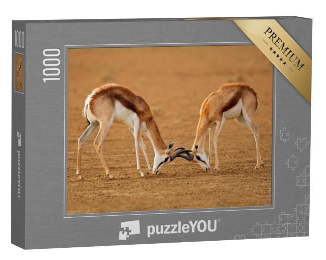 Puzzel 1000 stukjes „Twee mannelijke springbokantilopen vechten, Kalahari“