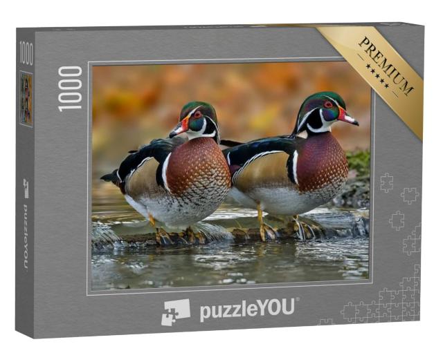 Puzzel 1000 stukjes „Wilde eend of Carolina eend“