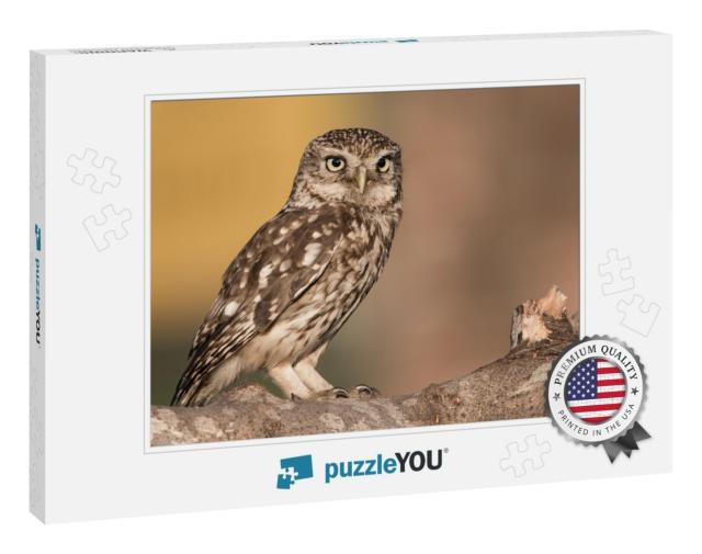 Little Owl Perched on Branch... Jigsaw Puzzle