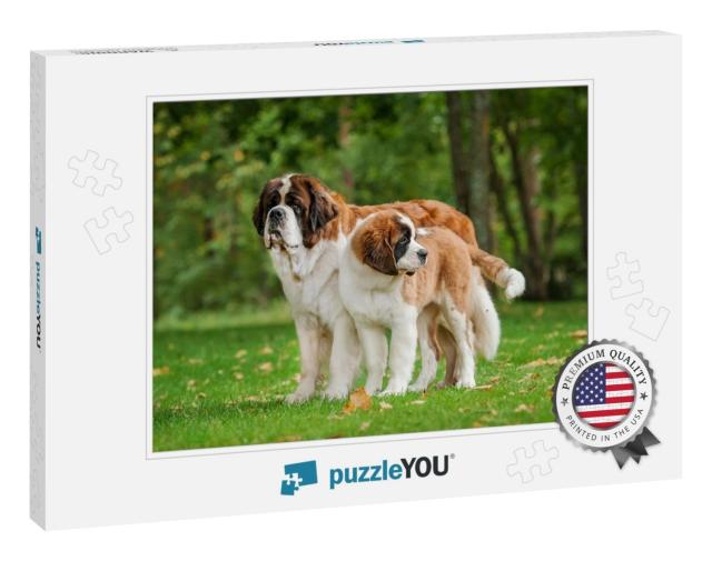 Two Saint Bernard Dogs Standing in the Park... Jigsaw Puzzle