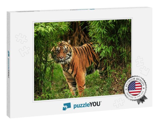 Scary Looking Male Royal Bengal Tiger Staring Towards the... Jigsaw Puzzle