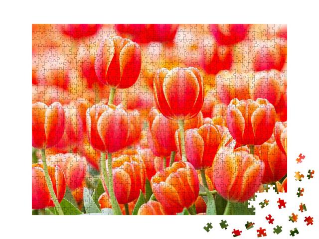 Puzzle 1000 Teile „Nahaufnahme einer schönen roten Tulpe, Niederlande“