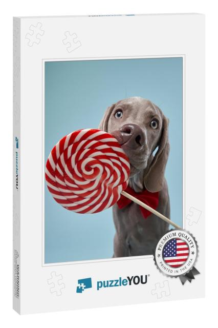 Funny Dog Licks Candy. Happy Weimaraner Puppy on A... Jigsaw Puzzle