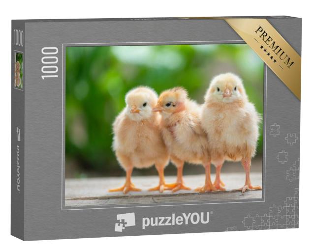 Puzzel 1000 stukjes „Drie schattige kuikens“