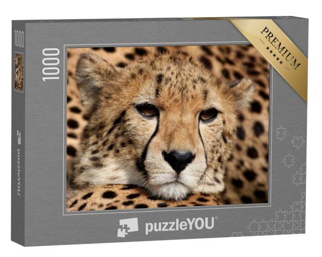 Puzzel 1000 stukjes „Portret van een jachtluipaard“