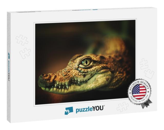 Crocodile Smiles. the Crocodiles Eyes Looking Directly At... Jigsaw Puzzle