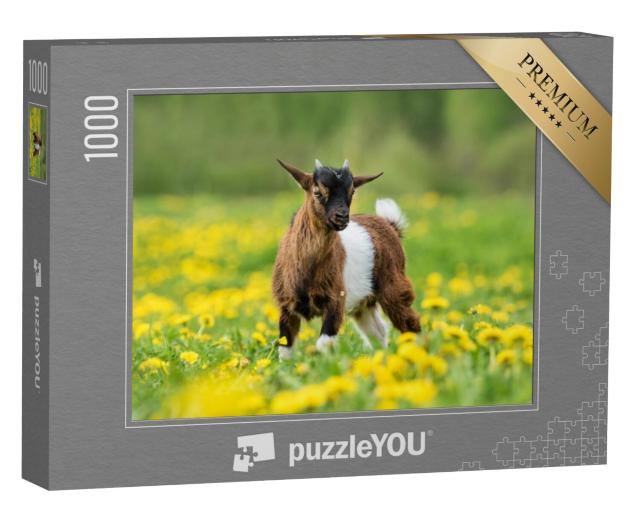 Puzzel 1000 stukjes „Kleine Nigeriaanse dwerggeit in een veld met bloemen“