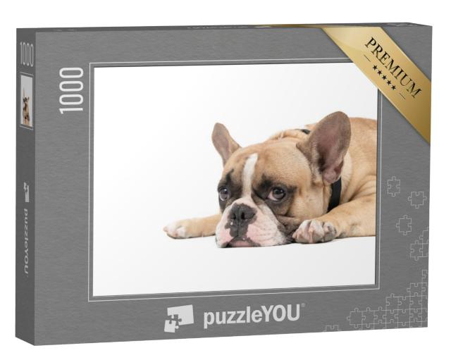 Puzzel 1000 stukjes „Franse bulldog ontspannen liggend“