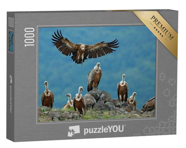 Puzzel 1000 stukjes „Groep vale gieren in hun natuurlijke omgeving“