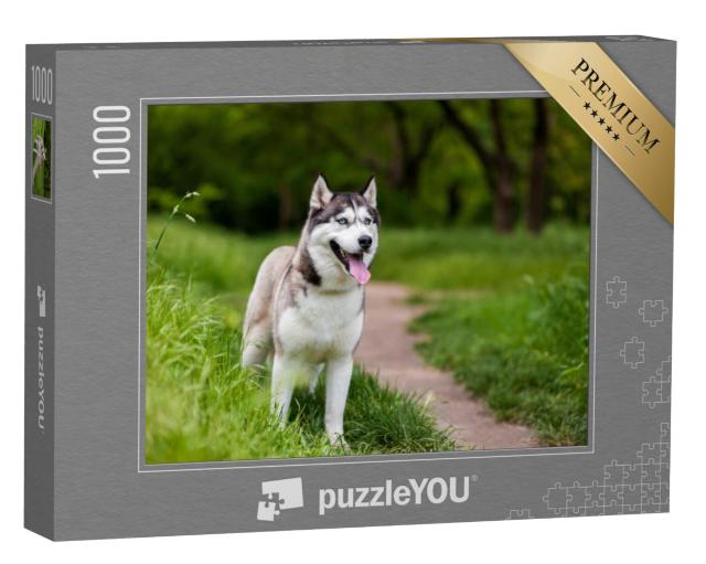 Puzzel 1000 stukjes „Attente Siberische husky“