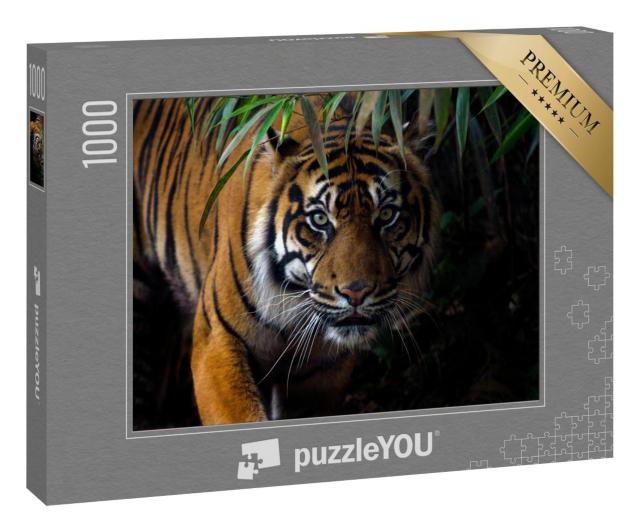 Puzzle 100 Teile „Schöner Sumatra-Tiger auf Beutezug“