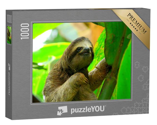 Puzzel 1000 stukjes „Luiaard in Puerto Viejo, Costa Rica“