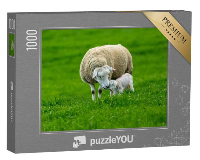 Puzzel 1000 stukjes „Een schaap met zijn pasgeboren lam“