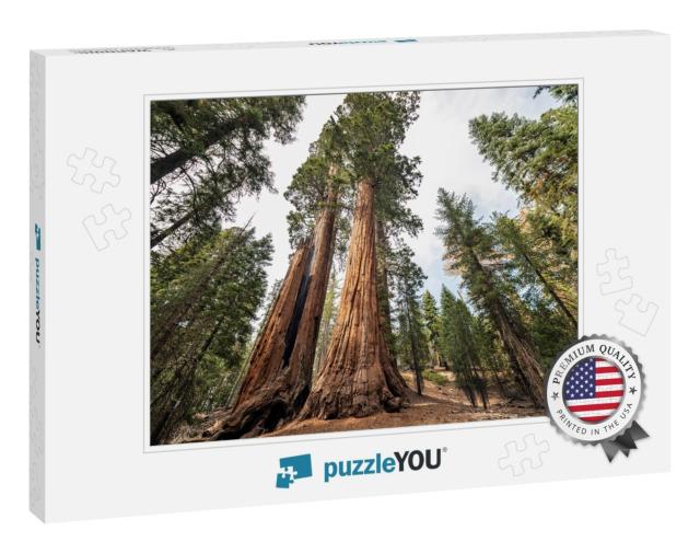 View At Gigantic Sequoia Trees in Sequoia National Park... Jigsaw Puzzle