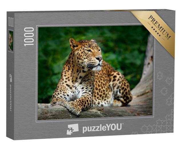 Puzzel 1000 stukjes „Luipaard in het Nationaal Park Yala, Sri Lanka“